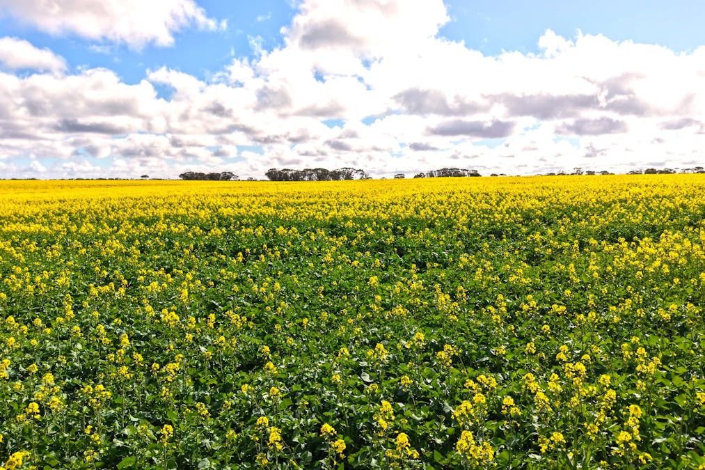 1994 Mallee Road, West Fitzgerald, WA, 6337 - Image 12