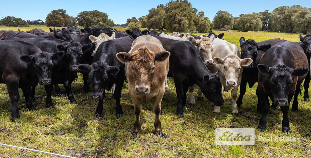 384 Gavins Road, Capel, WA, 6271 - Image 19