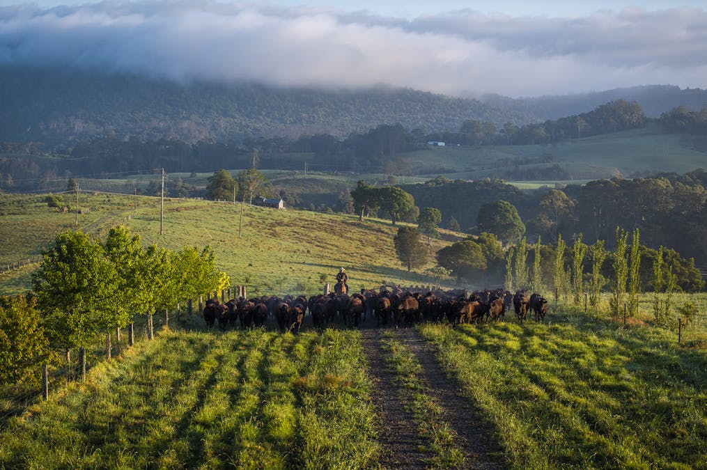 294 Coramba Road, Dorrigo, NSW, 2453 - Image 19