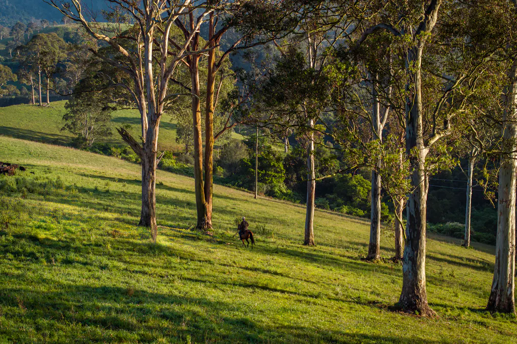 294 Coramba Road, Dorrigo, NSW, 2453 - Image 14