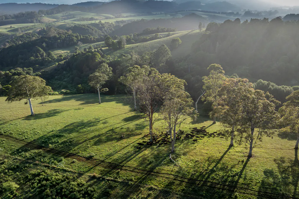 294 Coramba Road, Dorrigo, NSW, 2453 - Image 15