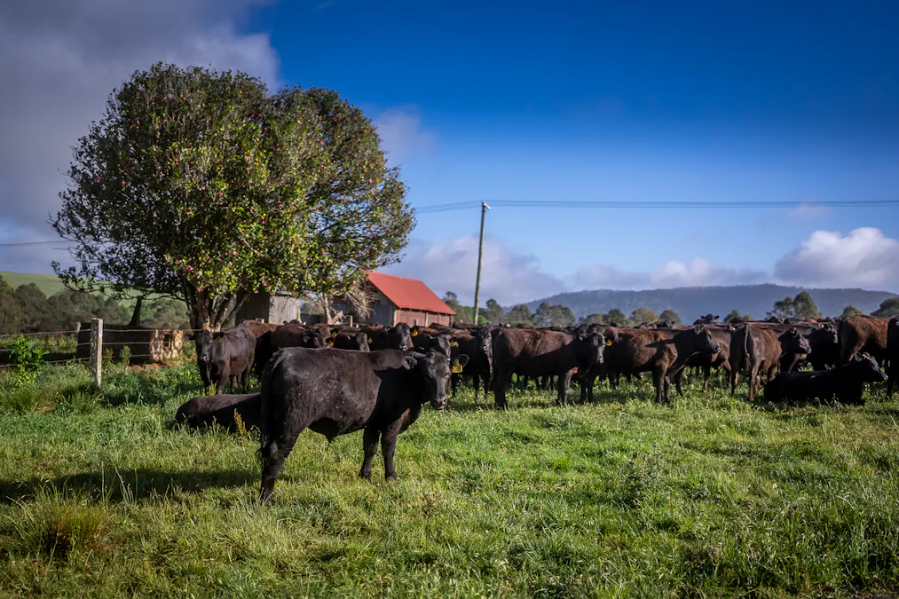 294 Coramba Road, Dorrigo, NSW, 2453 - Image 28