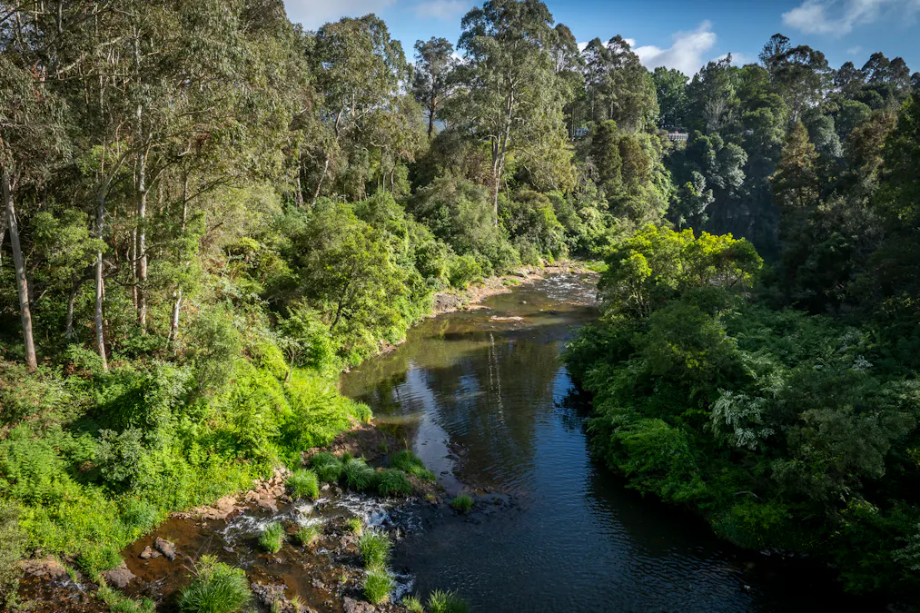 294 Coramba Road, Dorrigo, NSW, 2453 - Image 21