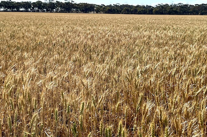 860 Gerschwitz Road, Cungena, SA, 5660 - Image 1