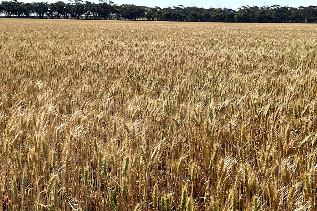 860 Gerschwitz Road, Cungena, SA, 5660 - Image 1