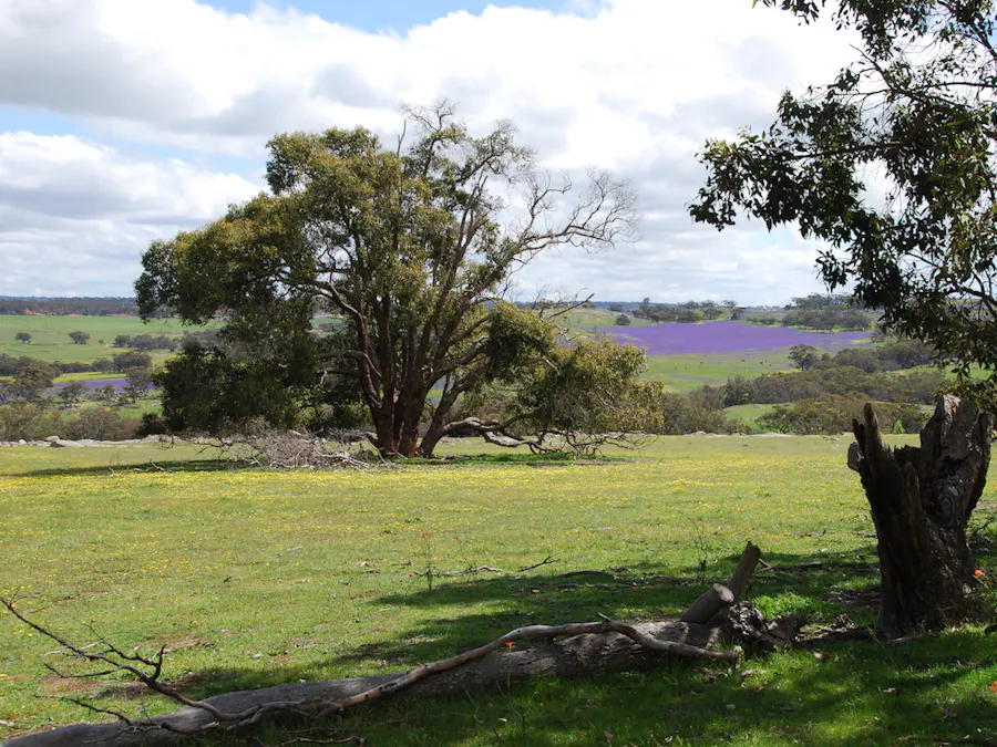 Lot 12 Young Road, Gwambygine, WA, 6302 - Image 33