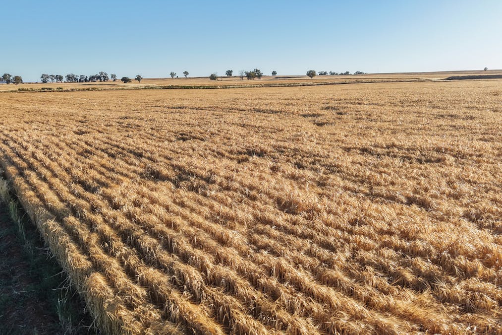 The Ranch 27R Plain Creek Road, Wongarbon, NSW, 2831 - Image 10