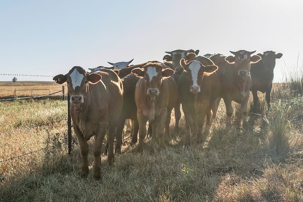 The Ranch 27R Plain Creek Road, Wongarbon, NSW, 2831 - Image 28