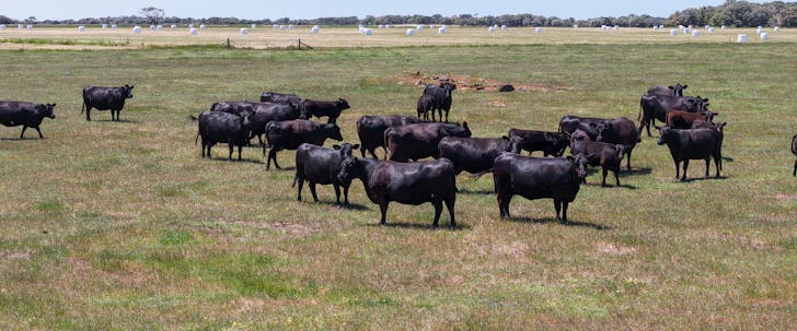 Lot 1 Coostien Road, Scott River, WA, 6288 - Image 1