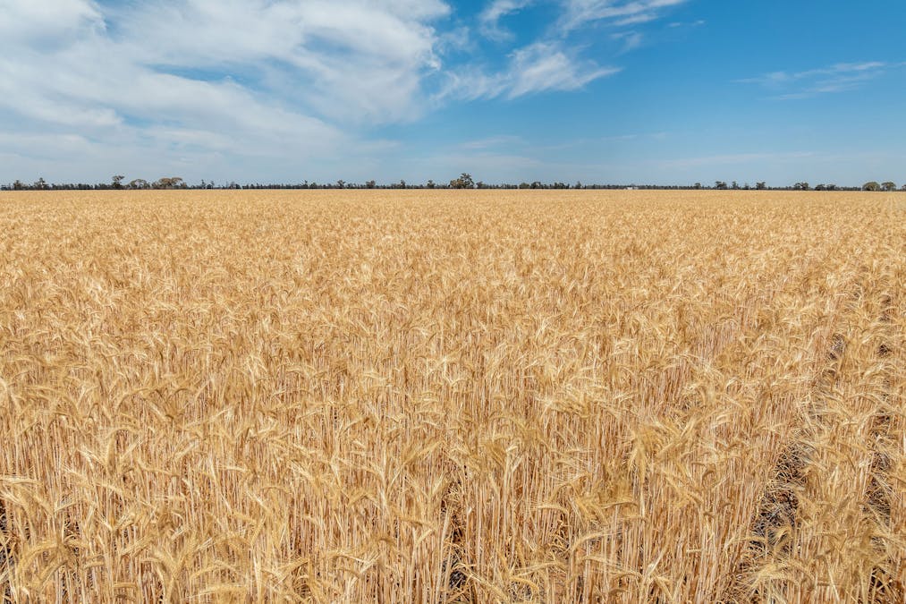 278 Daenke Road, Jerilderie, NSW, 2716 - Image 8