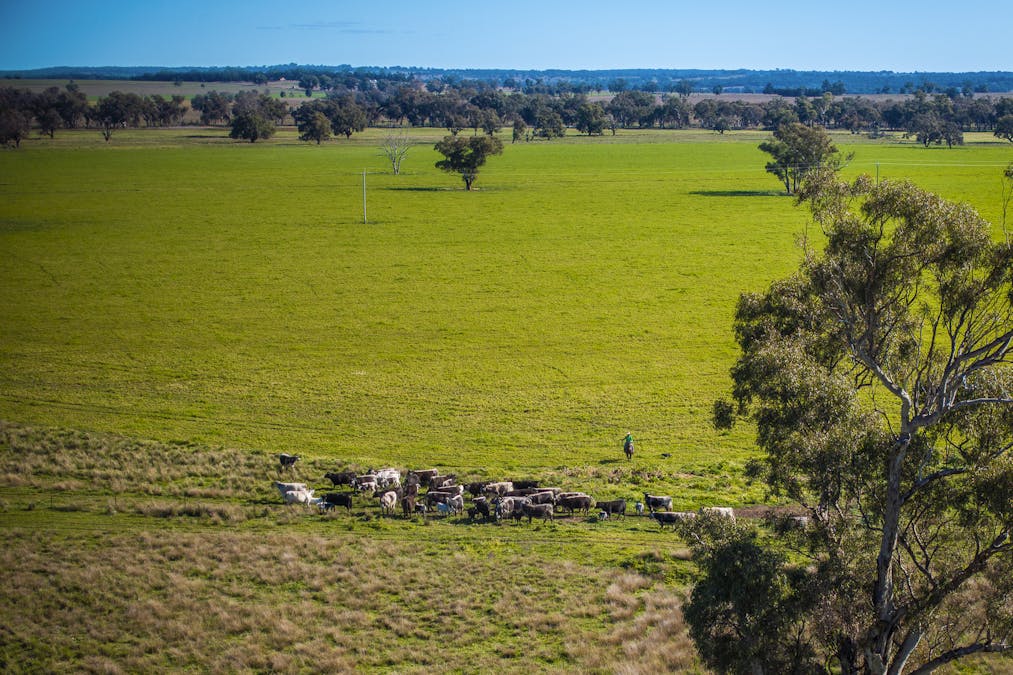 59 Mia Mia Road, Purlewaugh, NSW, 2357 - Image 11