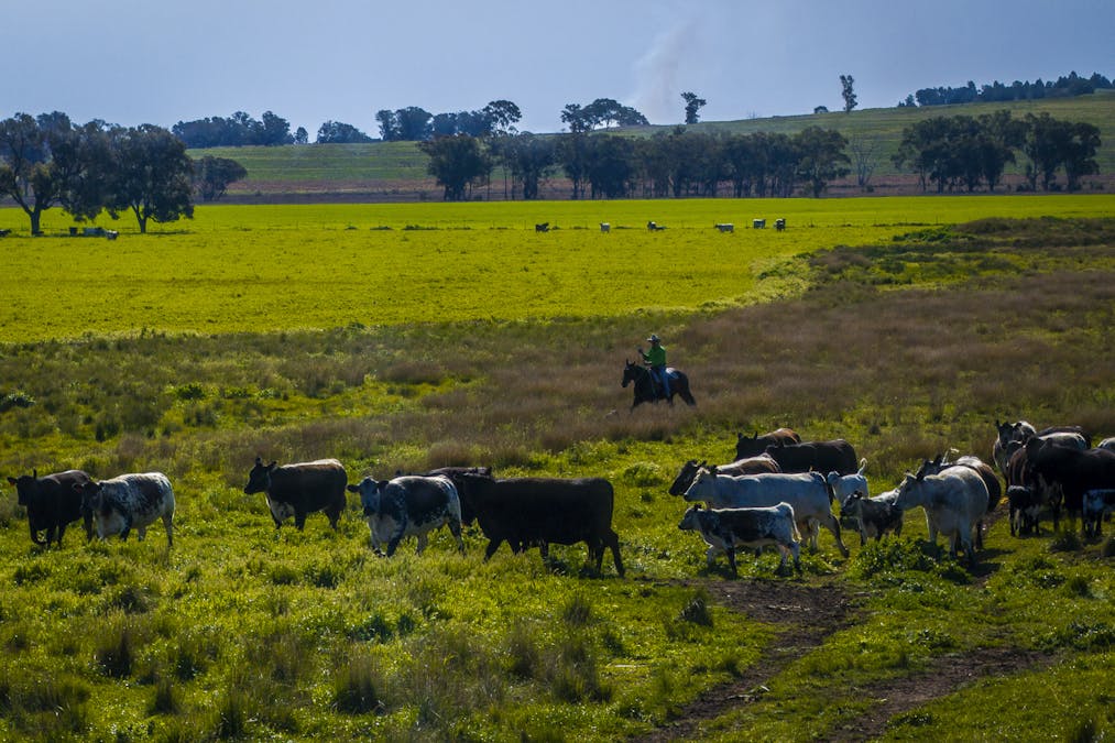 59 Mia Mia Road, Purlewaugh, NSW, 2357 - Image 3