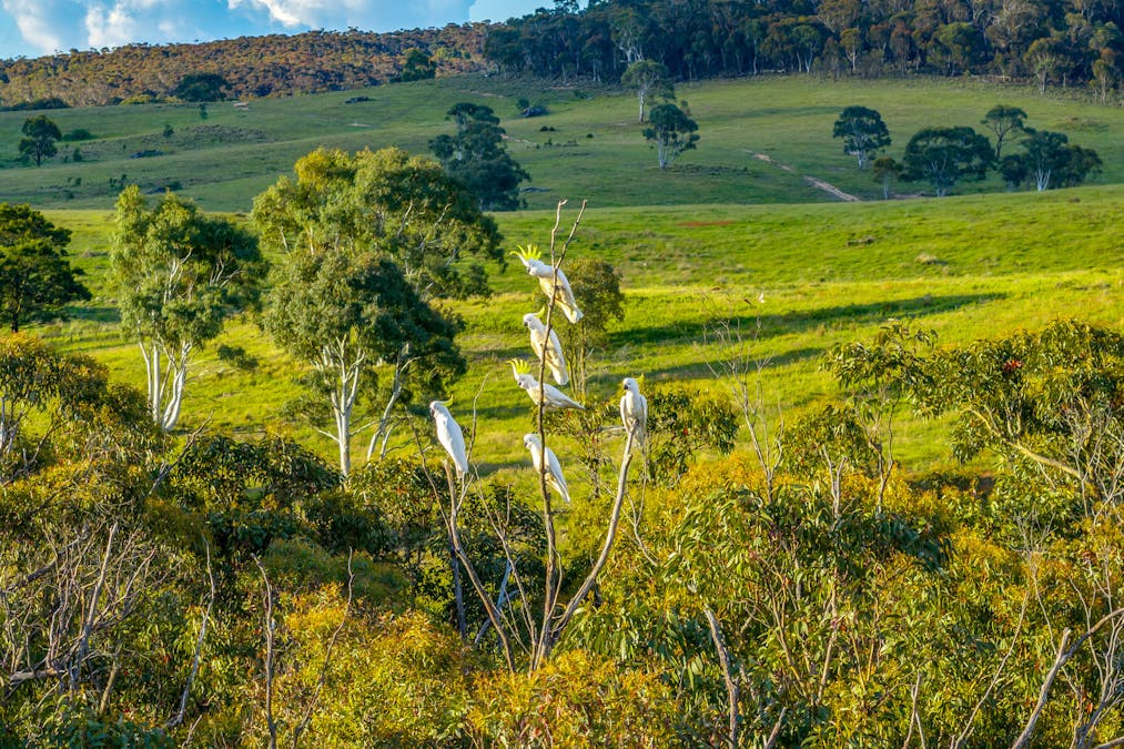 1452 Crookwell Road, Kingsdale, NSW, 2580 - Image 5