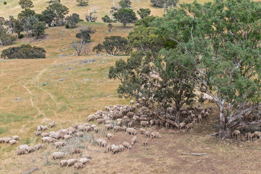 193 Lucernvale Road, Yass, NSW, 2582 - Image 15