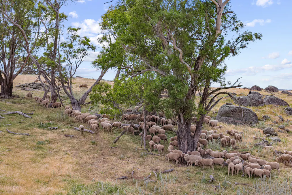 193 Lucernvale Road, Yass, NSW, 2582 - Image 10