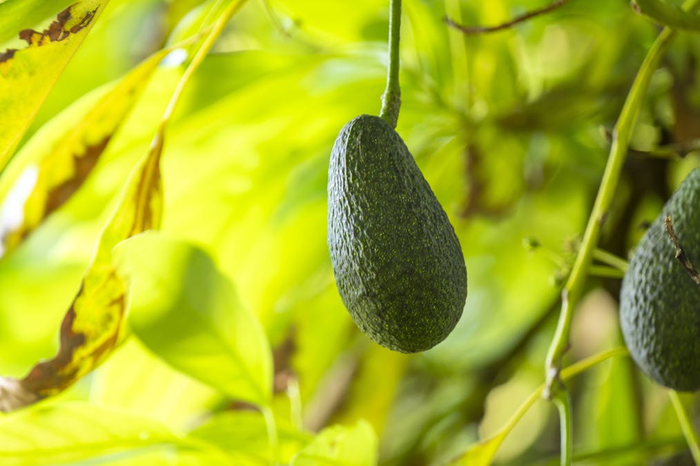 11 Benlow Road, Waikerie, SA, 5330 - Image 6