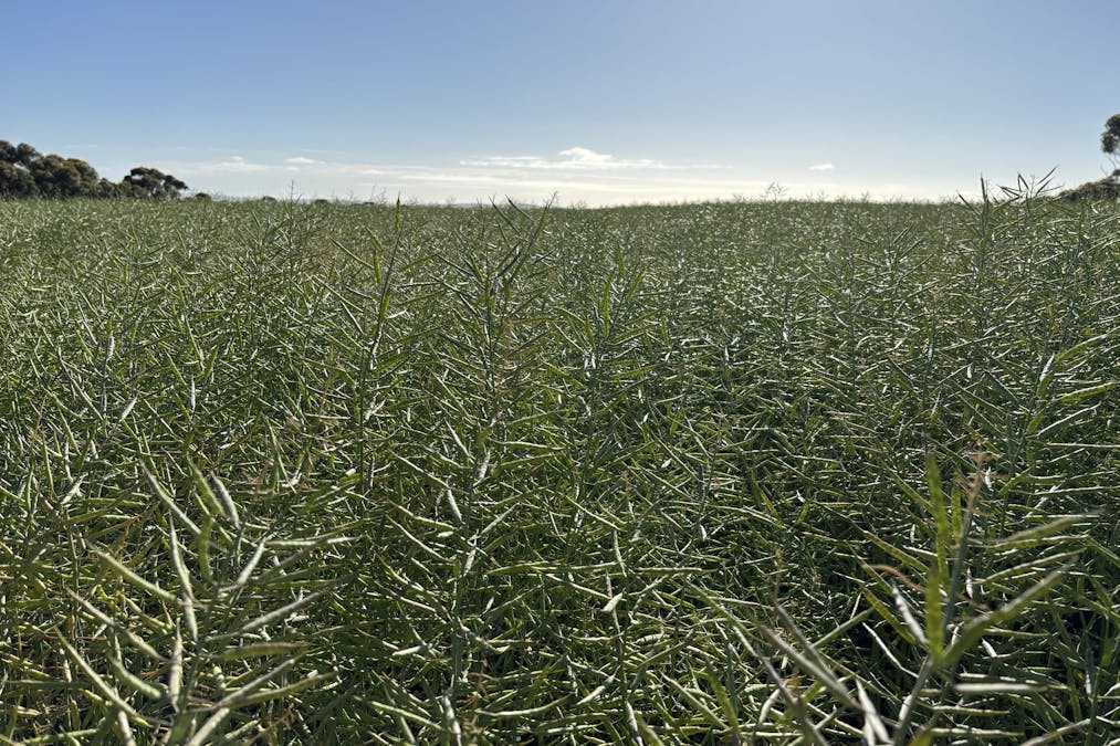 251 Reservoir Drive, Whites Flat, SA, 5607 - Image 11