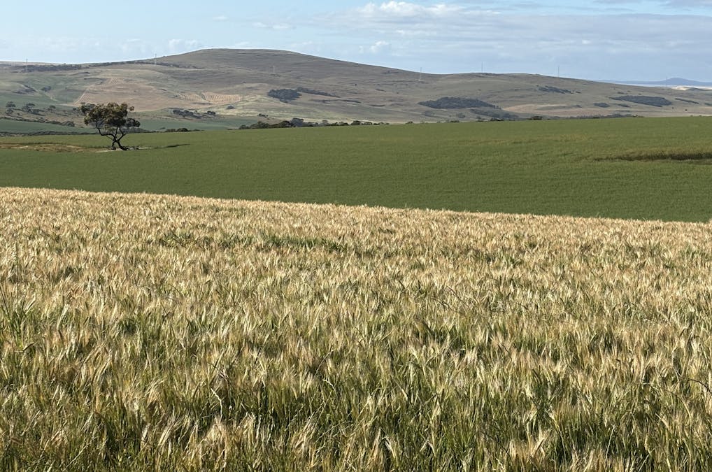 251 Reservoir Drive, Whites Flat, SA, 5607 - Image 19