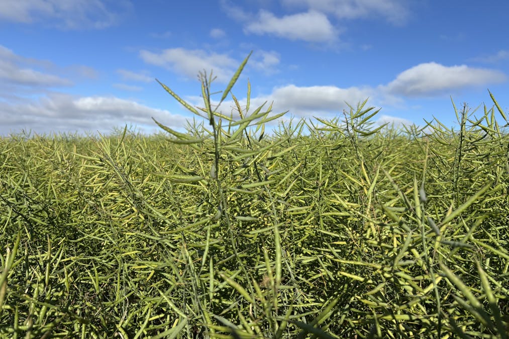 251 Reservoir Drive, Whites Flat, SA, 5607 - Image 7