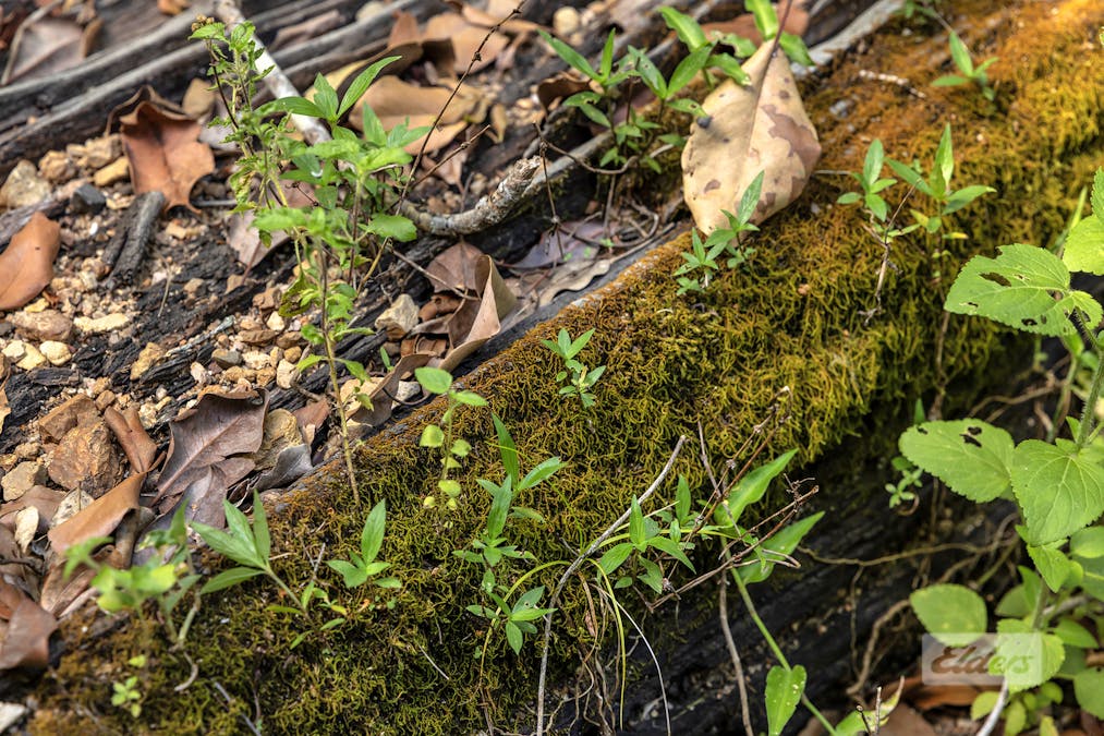 4 Korenan Service Road, Lowmead, QLD, 4676 - Image 17