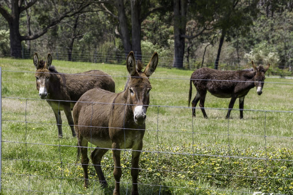 171 Caveat Road, Terip Terip, VIC, 3719 - Image 23