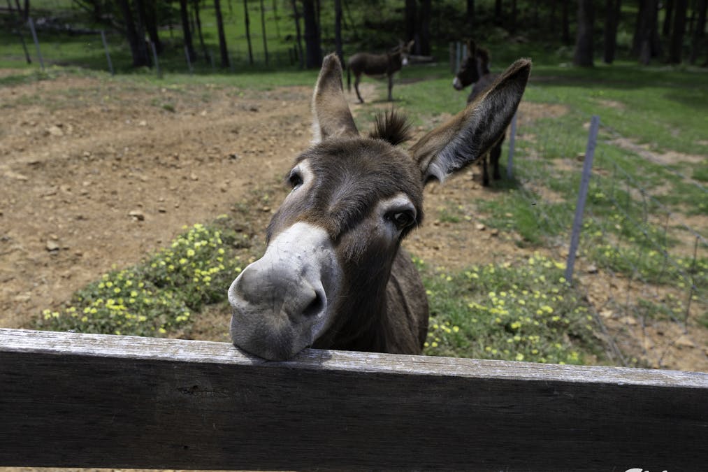 171 Caveat Road, Terip Terip, VIC, 3719 - Image 21