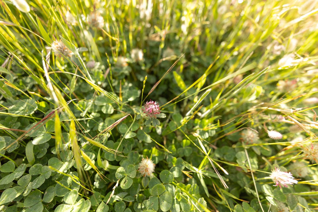 1112 Minnie Crowe Road, Avenue Range, SA, 5273 - Image 10