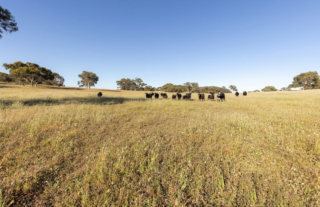 1112 Minnie Crowe Road, Avenue Range, SA, 5273 - Image 24