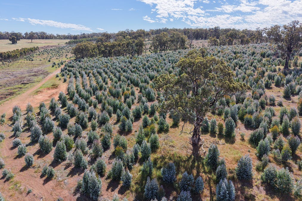 Lot 1251 Peninsula Road, Bridgetown, WA, 6255 - Image 8