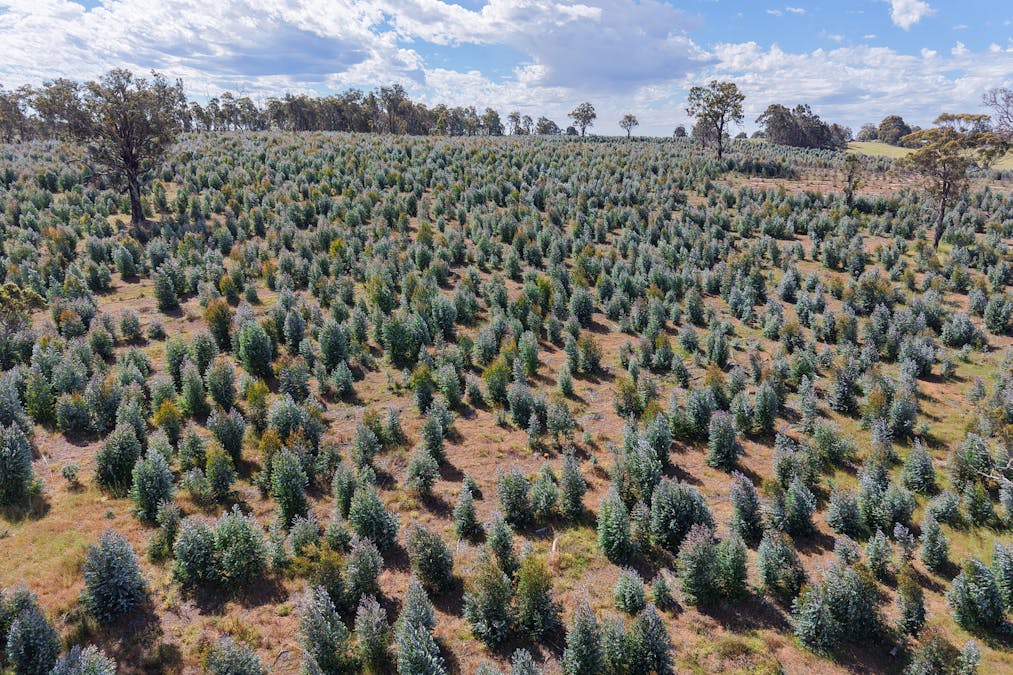 Lot 1251 Peninsula Road, Bridgetown, WA, 6255 - Image 9