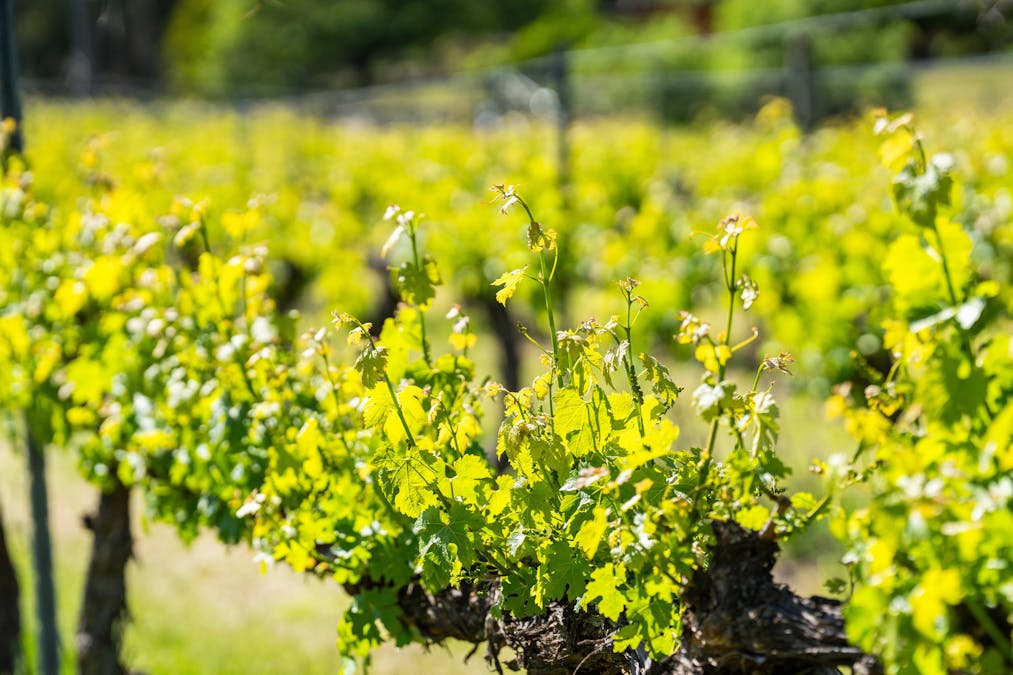 285 Bay Creek Lane, Mongans Bridge, VIC, 3691 - Image 21