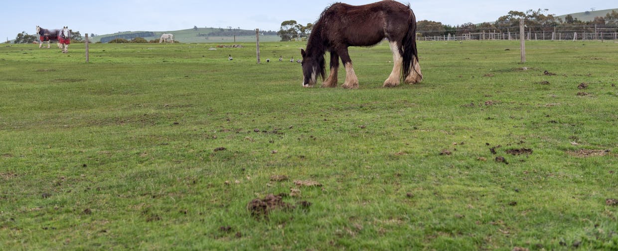 1130 Kilmore-Lancefield Road, Springfield, VIC, 3434 - Image 17