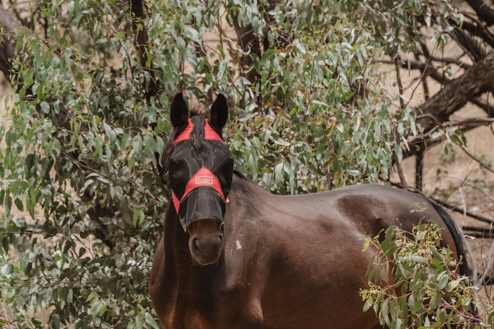 88 Dreyer Road, West Toodyay, WA, 6566 - Image 32