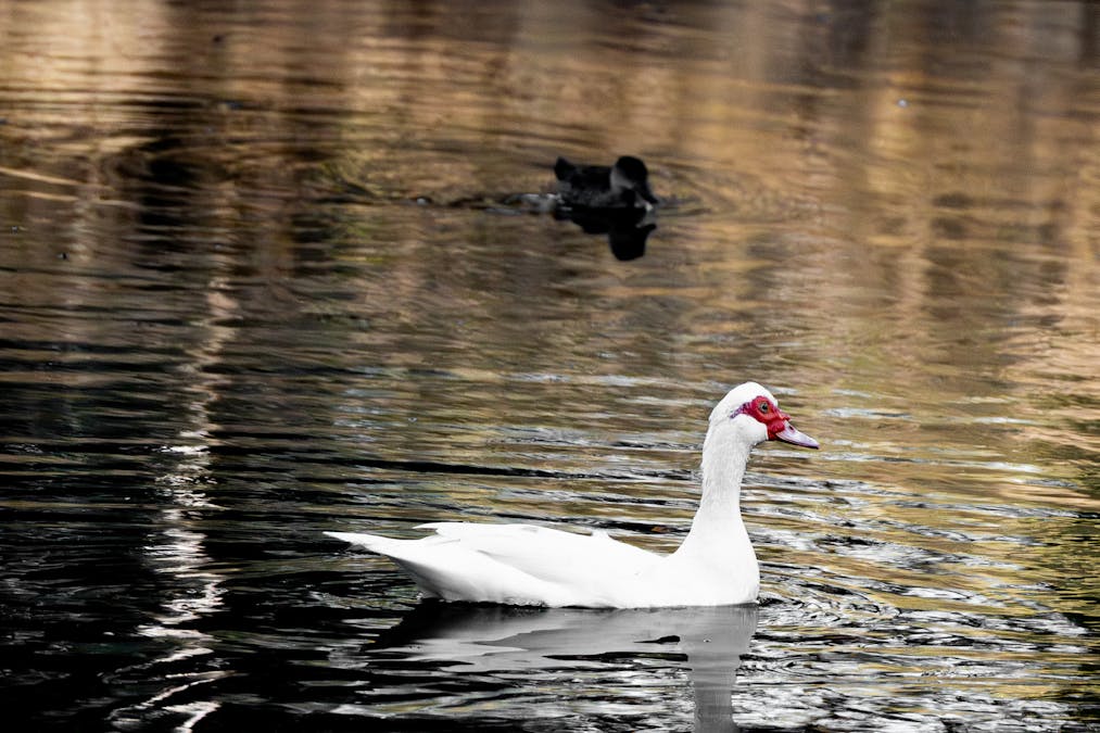 88 Dreyer Road, West Toodyay, WA, 6566 - Image 3