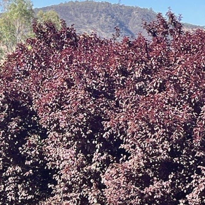 2A Osnaburg Road, York, WA, 6302 - Image 6