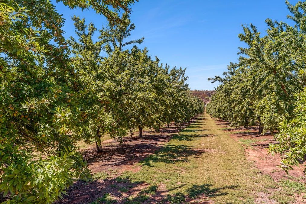 108 Pike Creek Road, Lyrup, SA, 5343 - Image 23