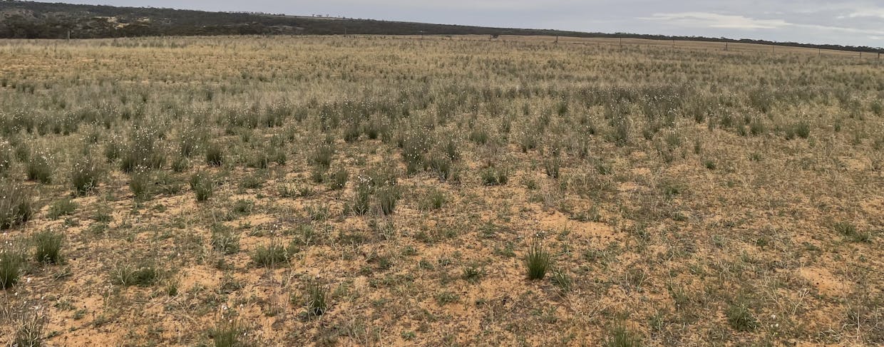 2440 Black Hill Road, Black Hill, SA, 5353 - Image 6