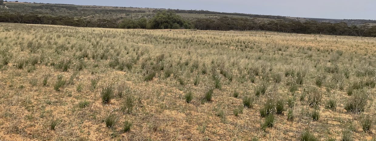 2440 Black Hill Road, Black Hill, SA, 5353 - Image 7