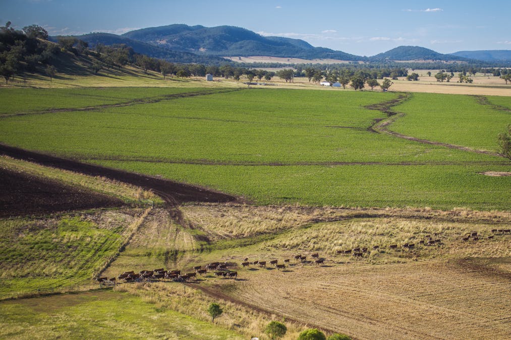 Warragundi West 289 Scotts Lane, Currabubula, NSW, 2342 - Image 4