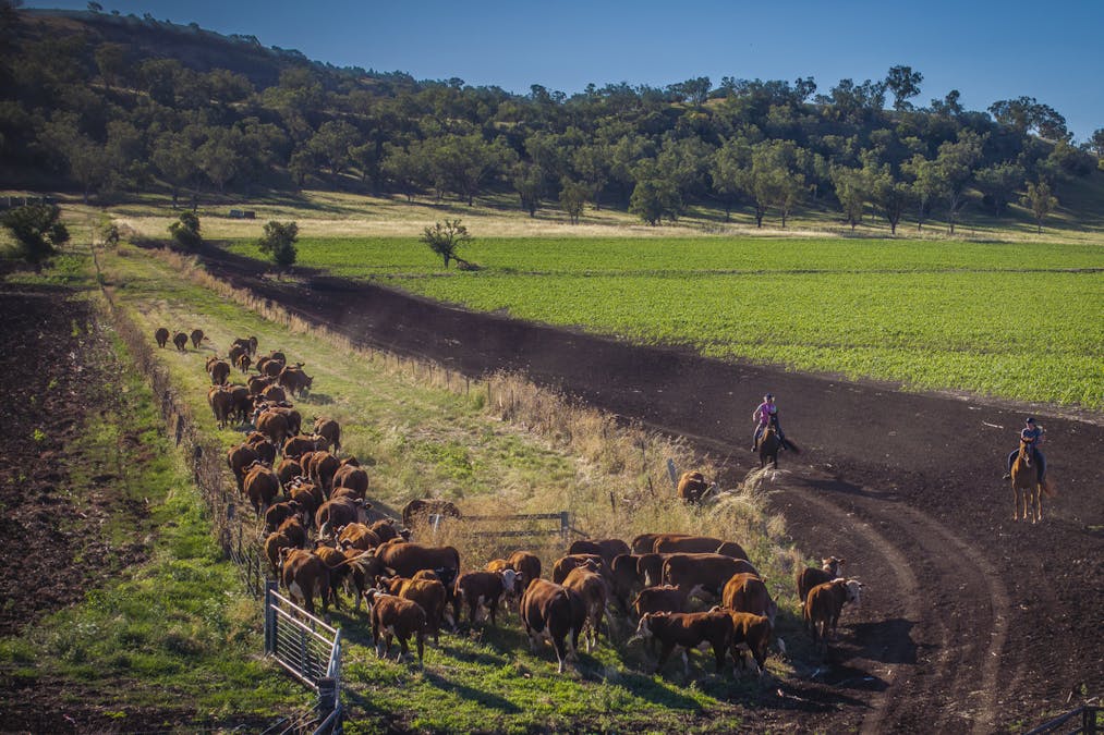 Warragundi West 289 Scotts Lane, Currabubula, NSW, 2342 - Image 18