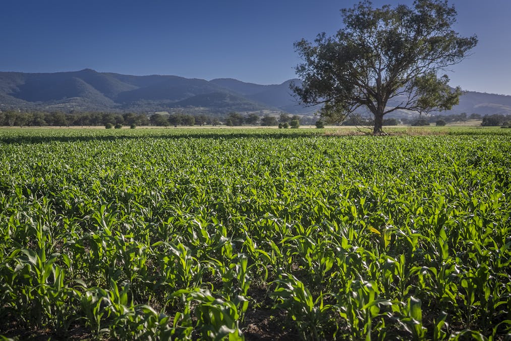 Warragundi West 289 Scotts Lane, Currabubula, NSW, 2342 - Image 35