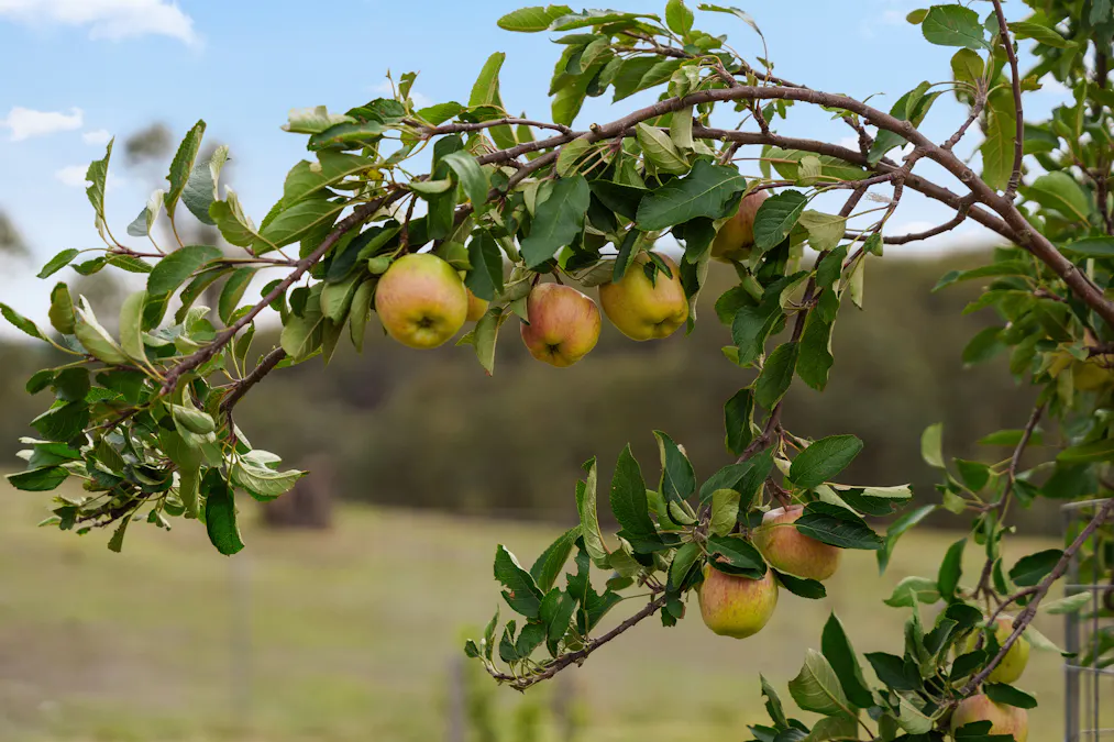 120 Greenwich Meadows Road, Greenwich Park, NSW, 2580 - Image 6