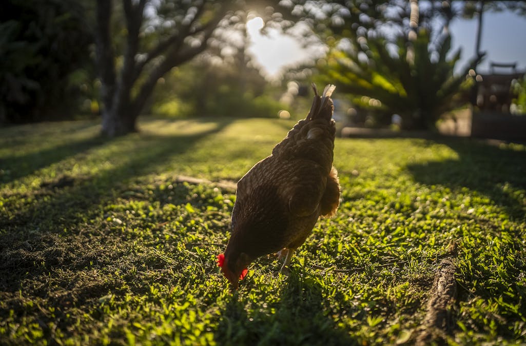 33 River Street, Repton, NSW, 2454 - Image 13