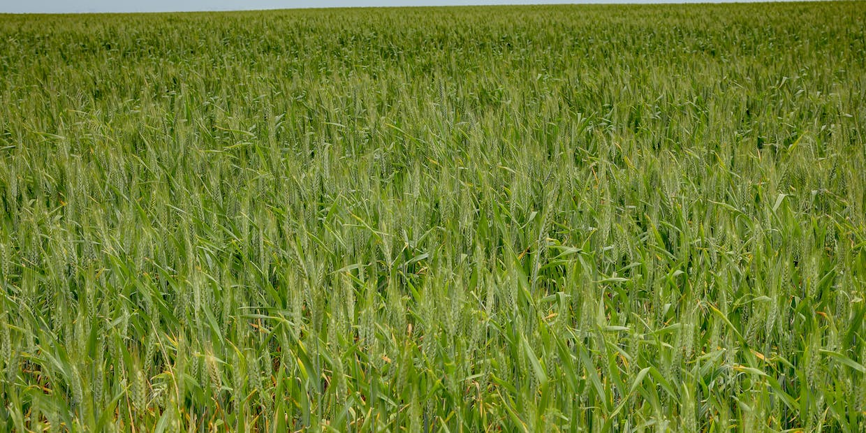 84 Lovegrove Lane, Whites Flat, SA, 5607 - Image 13