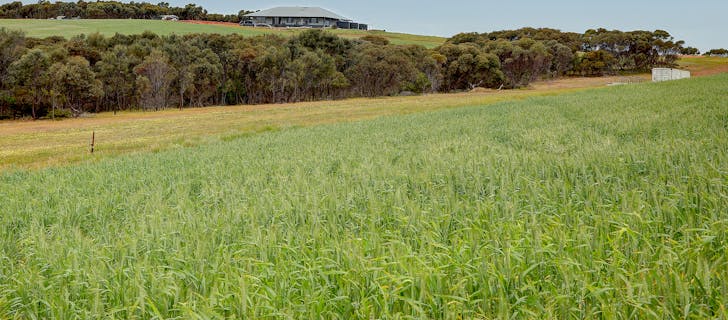 84 Lovegrove Lane, Whites Flat, SA, 5607 - Image 1