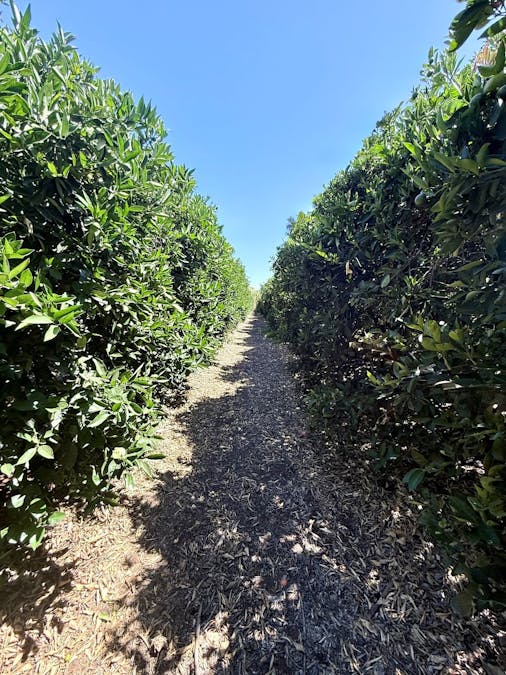 115/Sixty Foot Road, Renmark, SA, 5341 - Image 3