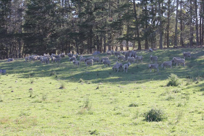 48 & 98/413 Flacknell Creek Road, Gunning, NSW, 2581 - Image 1