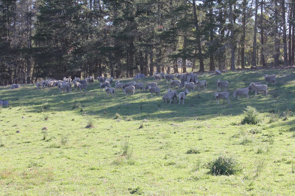 48 & 98/413 Flacknell Creek Road, Gunning, NSW, 2581 - Image 4