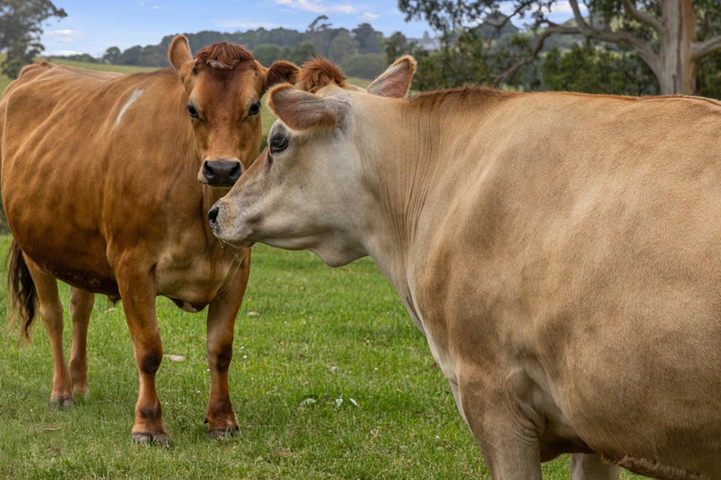 8795 South Gippsland Highway, Korumburra, VIC, 3950 - Image 27