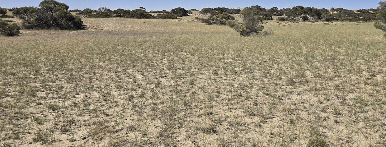 Lot 23 Billiatt Road, Lameroo, SA, 5302 - Image 2